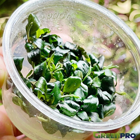 Greenpro Bucephalandra Sp Batang Kawa Tissue Culture Live - Etsy