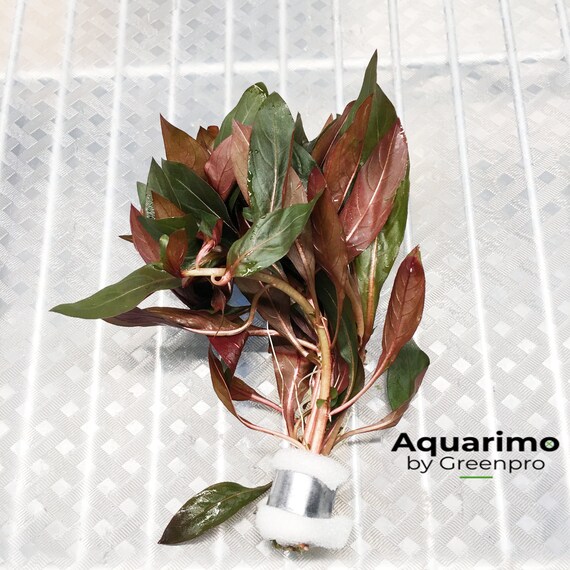 ludwigia peruensis red