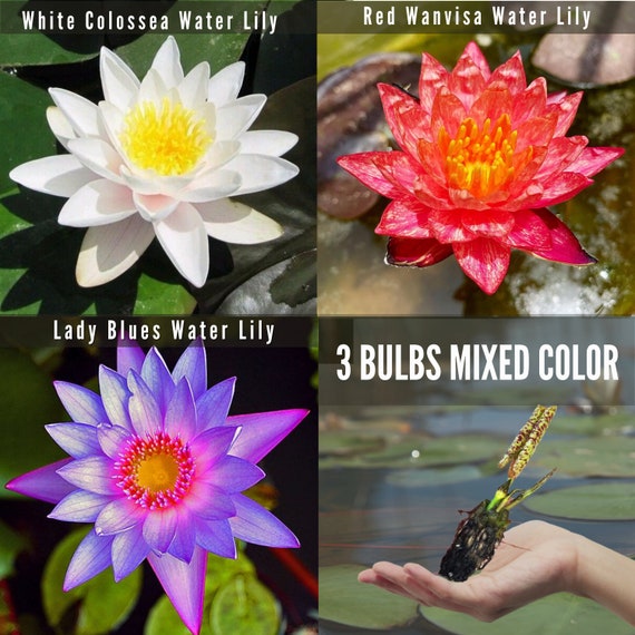 3 Bulbs Mixed Color Pregrown Water Lily Tubers Nymphaea Etsy
