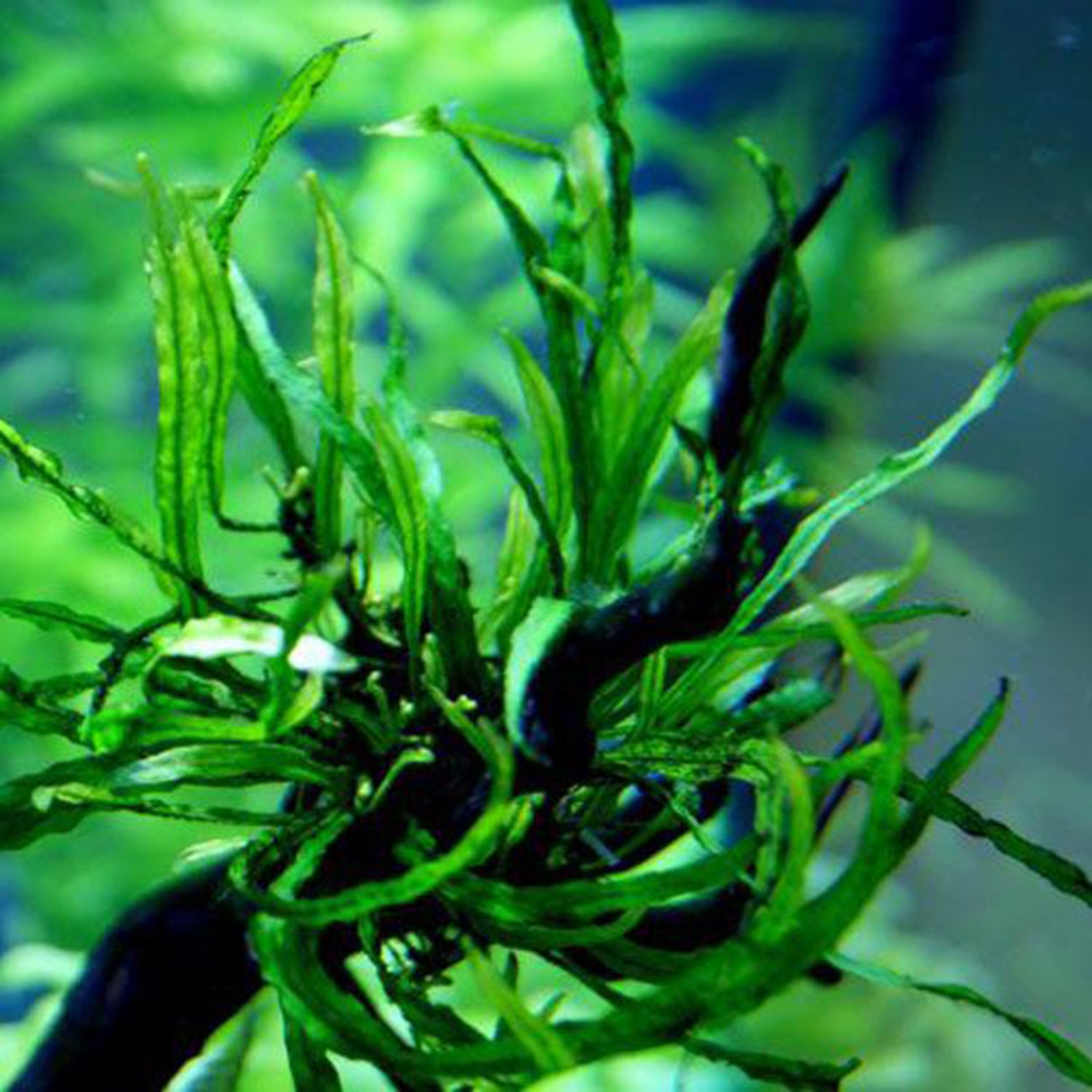 Greenpro Jave Fern Needle Leaf Taiwan Microsorum Potted | Etsy