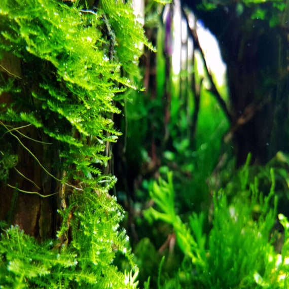 Greenpro Java Moss Live Freshwater Aquarium Plants Easy Ready  to Grow : Pet Supplies
