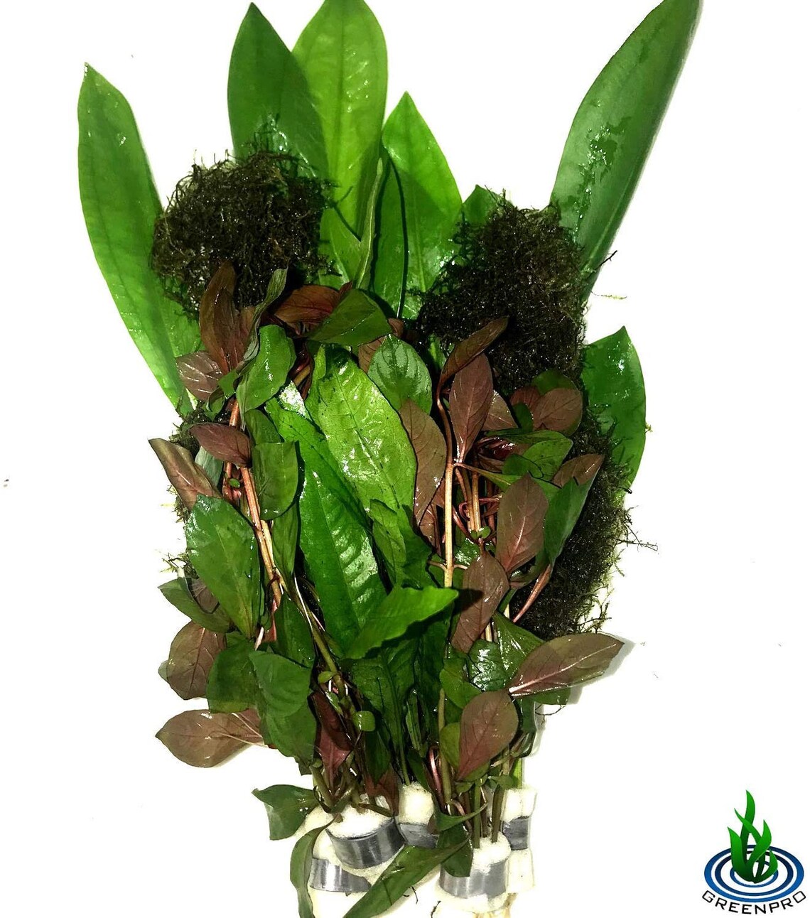 Greenpro Freshwater Live Aquarium Plants Package Value