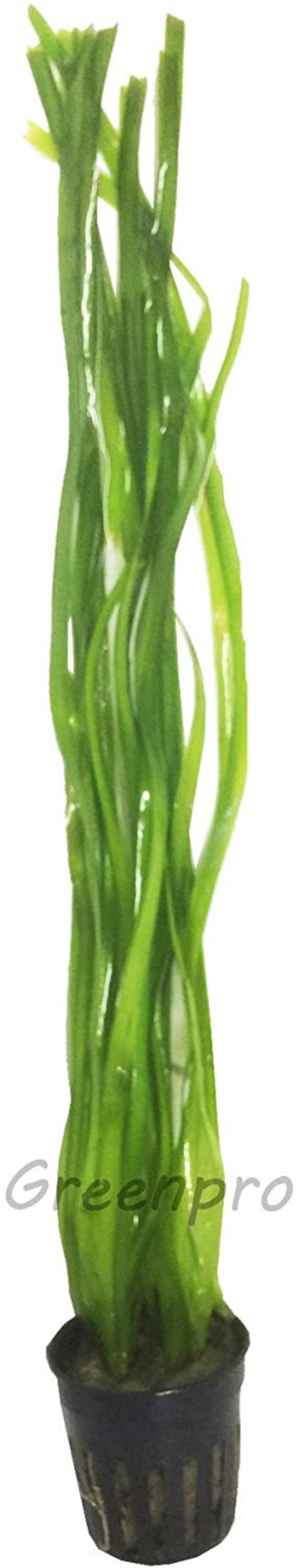 Vallisneria Spiralis - Pianta Per Acquario, 3 Mazzi Con Anello In Ceramica - Foto 3