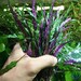 Greenpro Hemigraphis Exotica 3 Bundles Freshwater Live Tropical Aquarium Plants Midground for Fish Tank Decoration