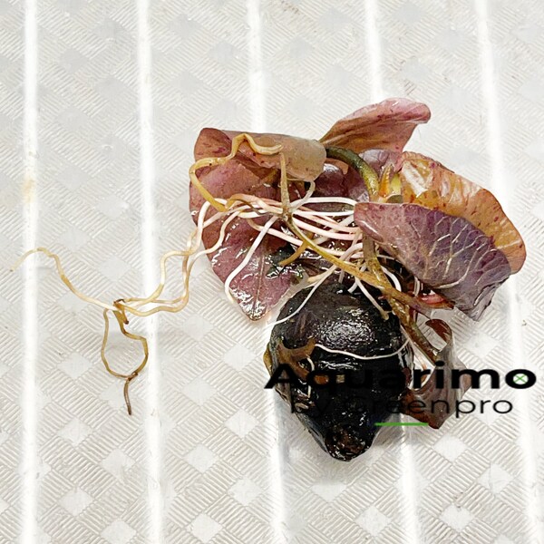 Tiger Lily Bulbs Etsy