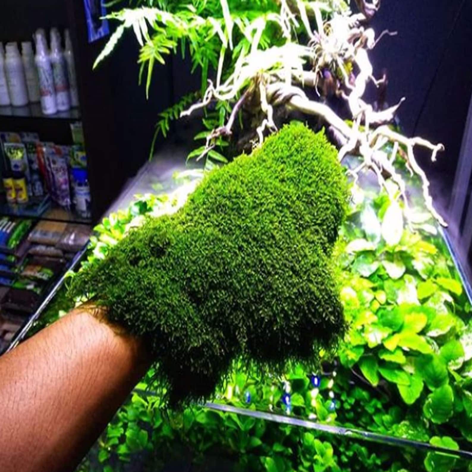 Weeping Moss Cup Tropical Live Aquarium Plant Aquascaping Fish Etsy