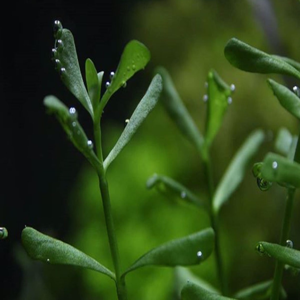 Hedyotis Salzmannii Tissue Culture Freshwater Live Aquarium - Etsy