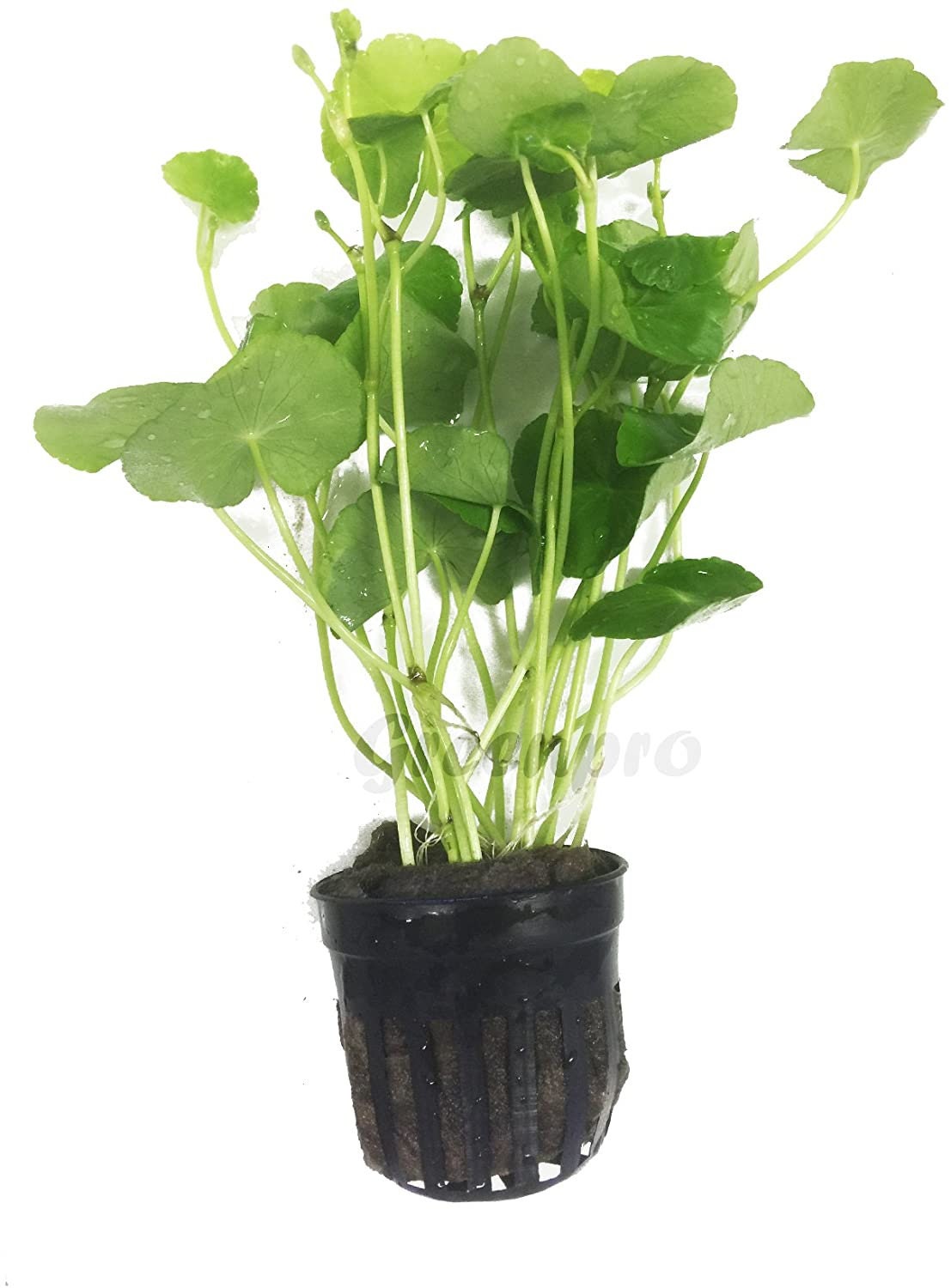Pennywort Seeds 100+ Bio-Wasserpflanzen Einfach zu züchten Geldmünzen Grassamen für Gartenteichpools Home Bonsai Planting Hydrocotyle Chinensis 