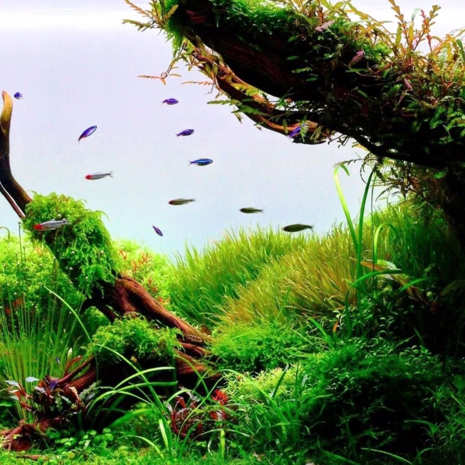 Isoetes Velata Var Sicula Bundle Freshwater Live Aquarium Etsy