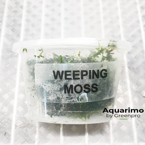 Weeping Moss Tissue Culture