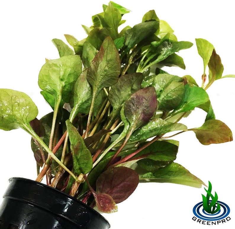 Alternanthera Bettzickiana Red Potted Live Aquarium Plants Easy Grow for Tank Decorations