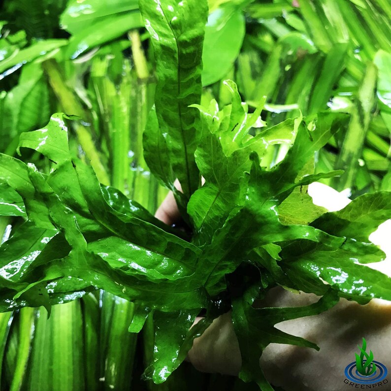 Greenpro Java Fern Thor's Hammer Microsorum Pteropus Etsy UK