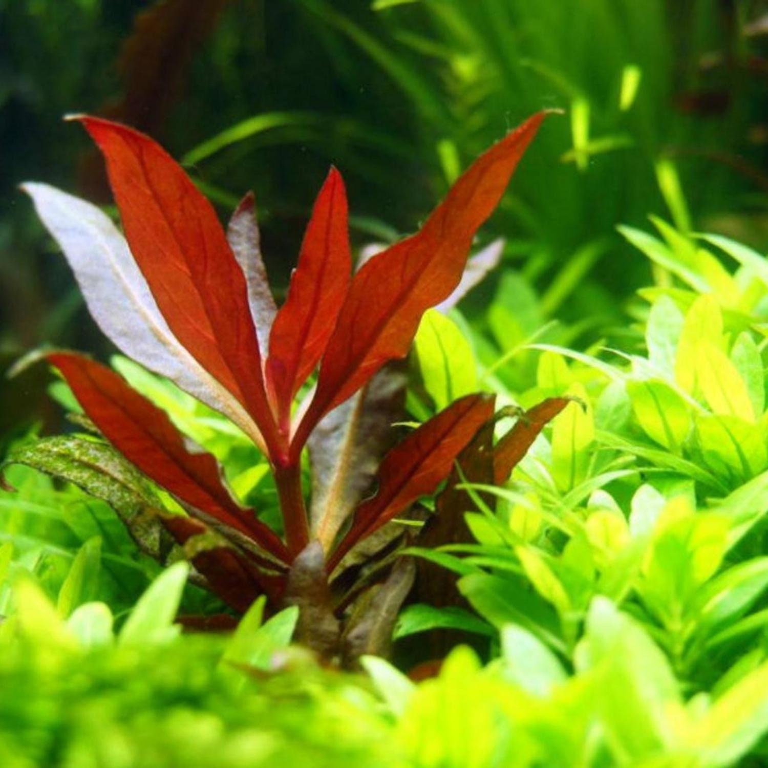 Greenpro Alternanthera Rosaefolia Red Potted Freshwater ...