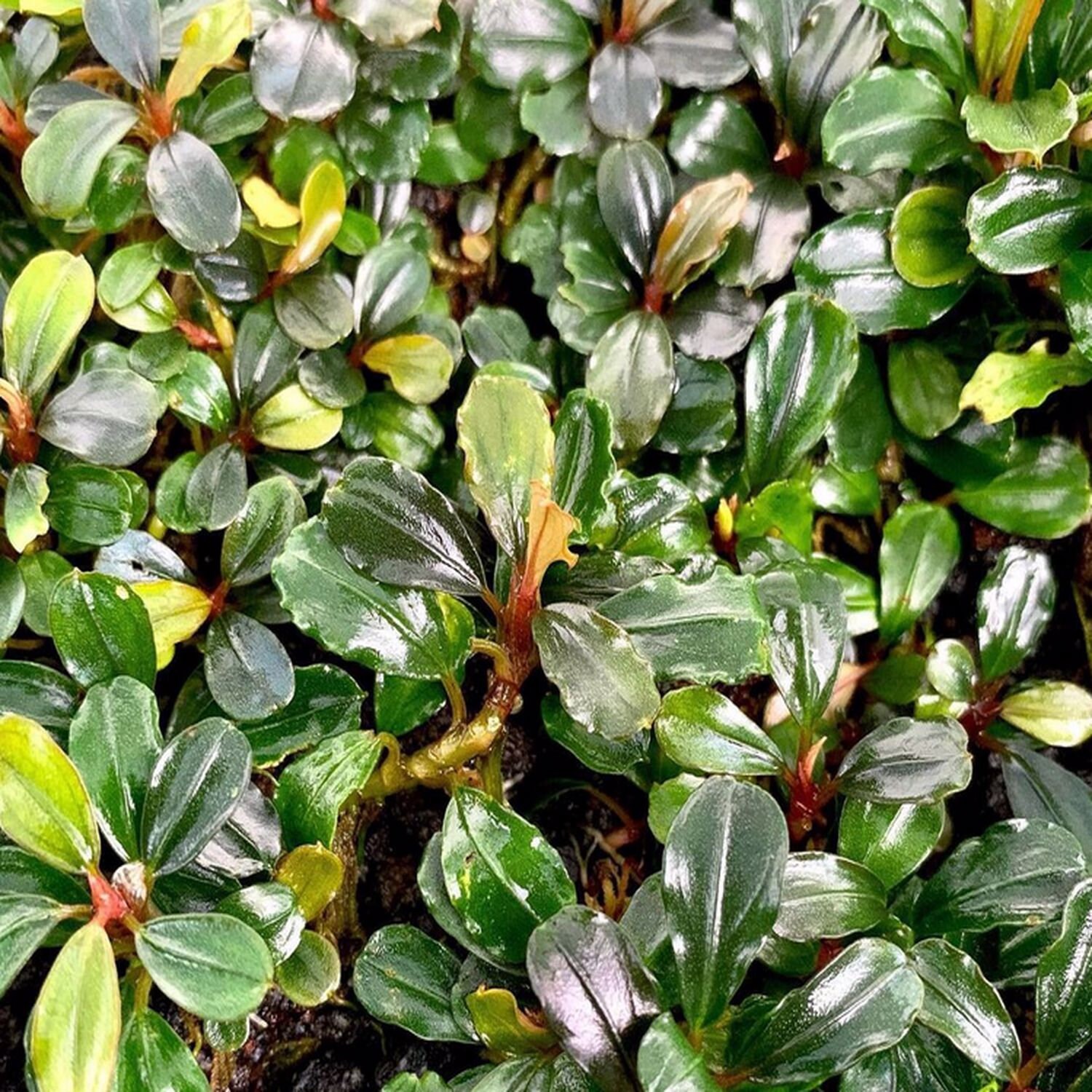 Greenpro Bucephalandra Sp Batang Kawa Tissue Culture Live - Etsy