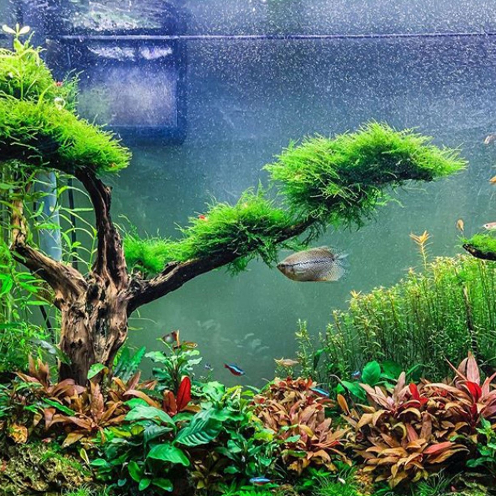 Java Moss on Driftwood Freshwater Aquarium Live Plant Etsy