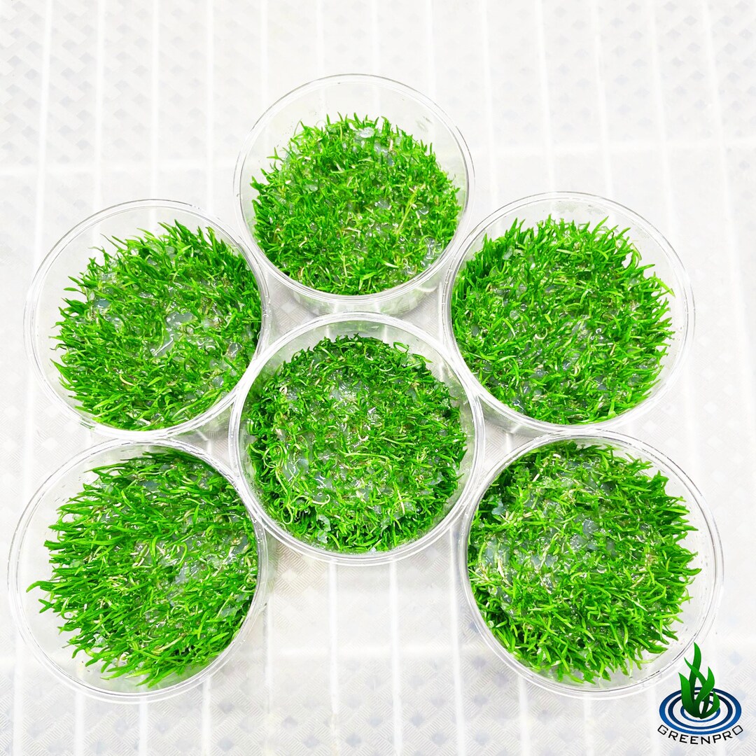 6 Cup Tissue Culture Micro Sword Lilaeopsis Novaezelandiae - Etsy