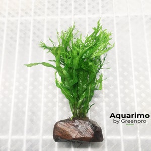 Java on a Lava Java Moss on a Lava Rock Low Tech Live Freshwater Aquarium  Plant Trims, Easy Fish Tank Decor 