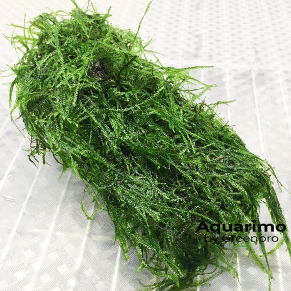  Greenpro Java Moss Live Freshwater Aquarium Plants Easy Ready  to Grow : Pet Supplies