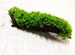 Greenpro Moss on Driftwood Freshwater Live Aquarium Plants for Aquatic Tropical Fish Tank Decorations - Easy for Beginner
