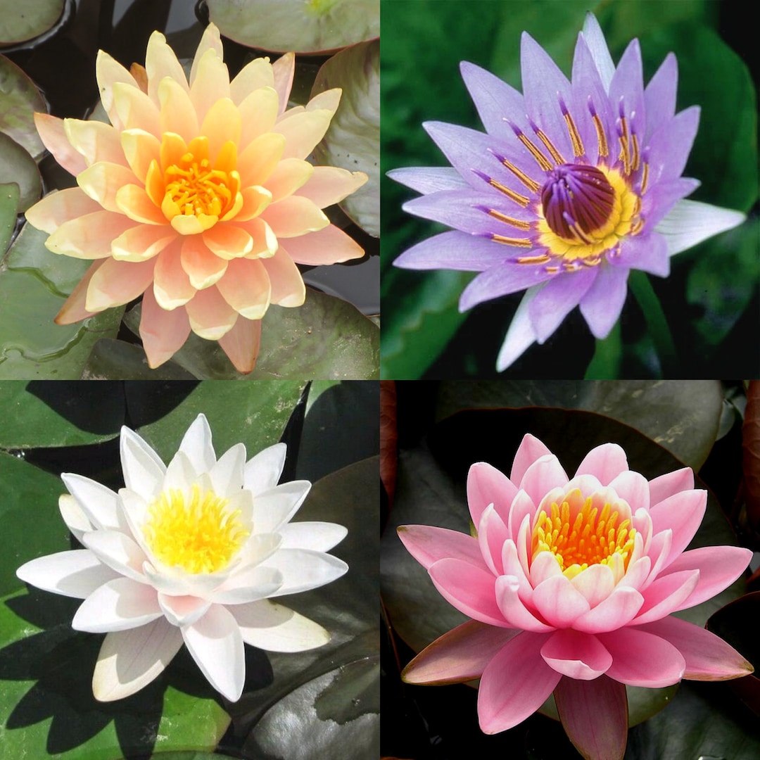 4 Bulbs Mixed Color Lilies Value Pack Water Lily Pregrown Rhizome
