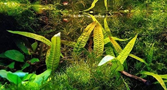 Greenpro Microsorum Pteropus Java Fern Tall Full Potted Live Aquarium Plants Decorations Freshwater Fish Tank 