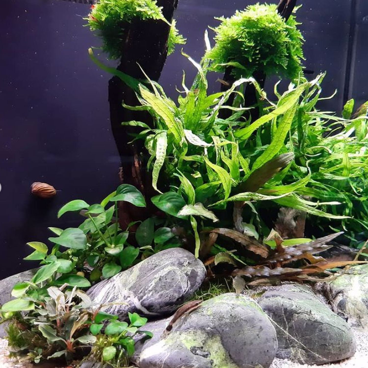 Top 10 Easy Aquarium Plants That Every Beginner Should Try Aquarium