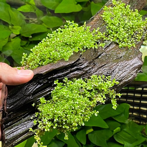 aquarium plants on driftwood