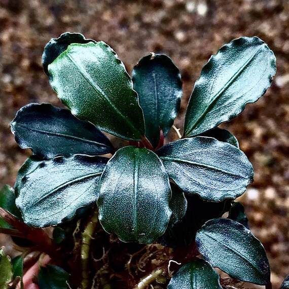 Bucephalandra Sp Batang Kawa Tissue Culture Aquarium Live - Etsy