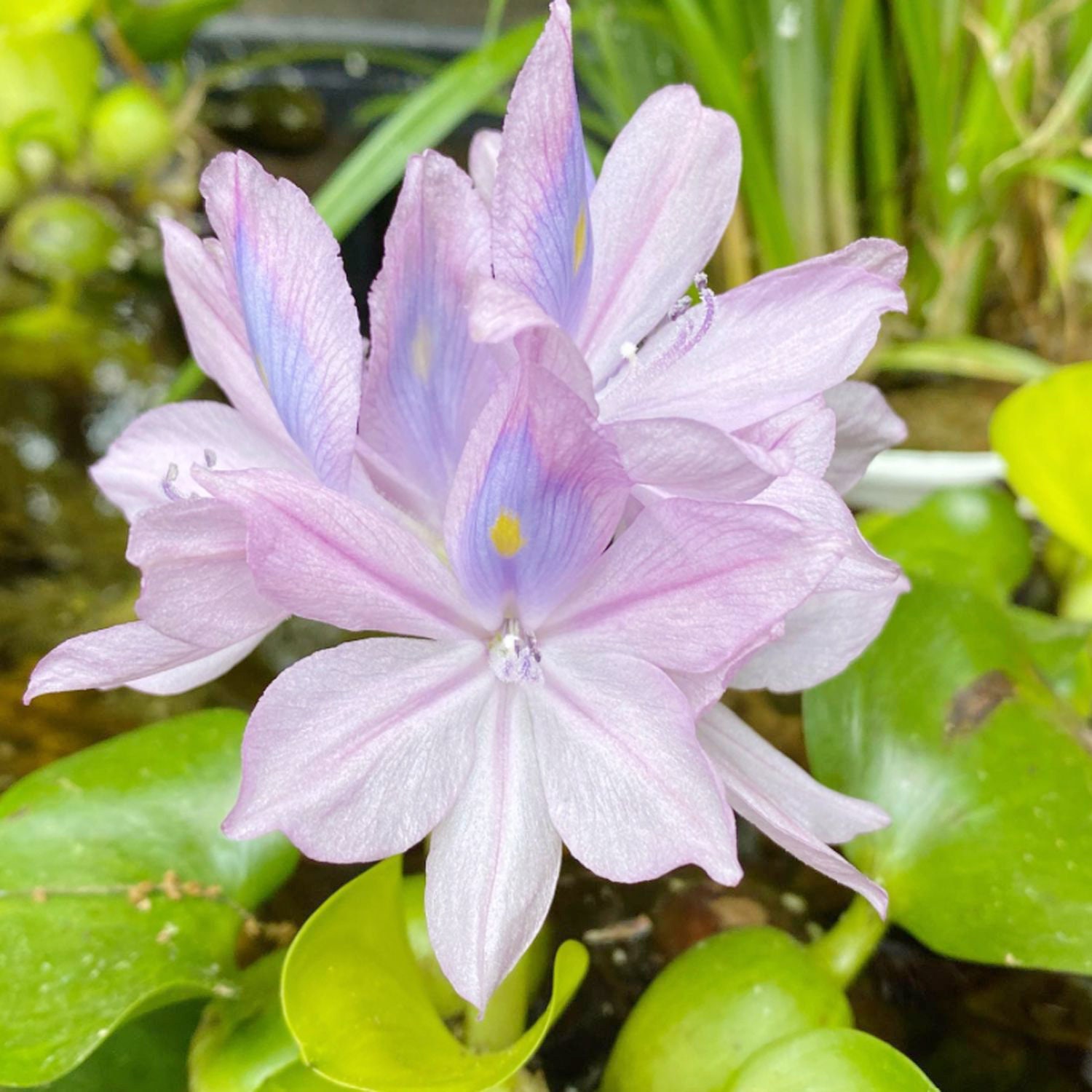 Greenpro L Water Hyacinths Bulb Aquarium Plants Tropical Fish Etsy
