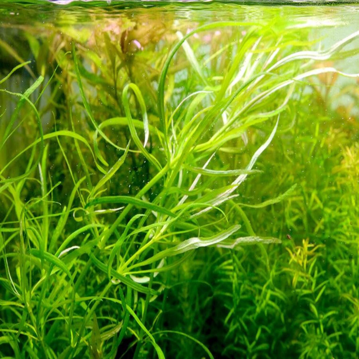 Pogostemon Octopus Bundle Aquarium Live Plant Best Environment Etsy