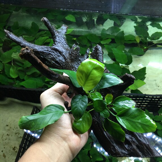 tank full anubias