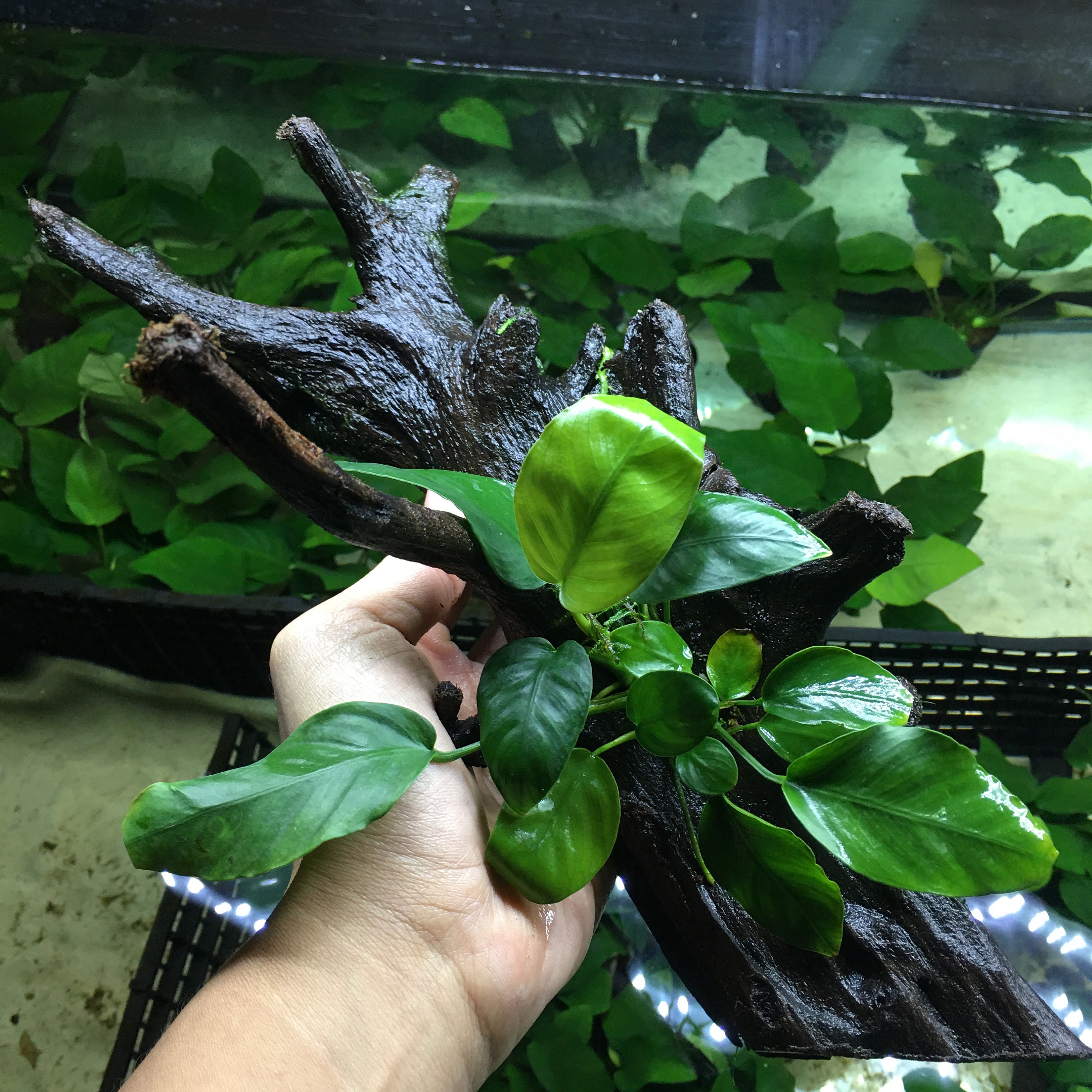 aquarium plants on driftwood