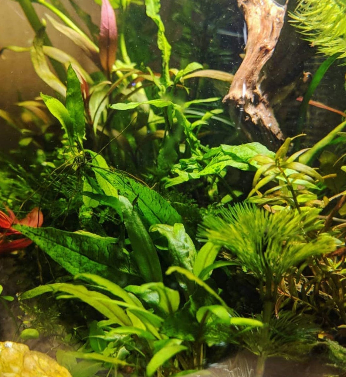 Cryptocoryne Lutea Crypts Walkeri Vitro Live Aquarium Plants - Il 1140xN.2485197947 Tjqq
