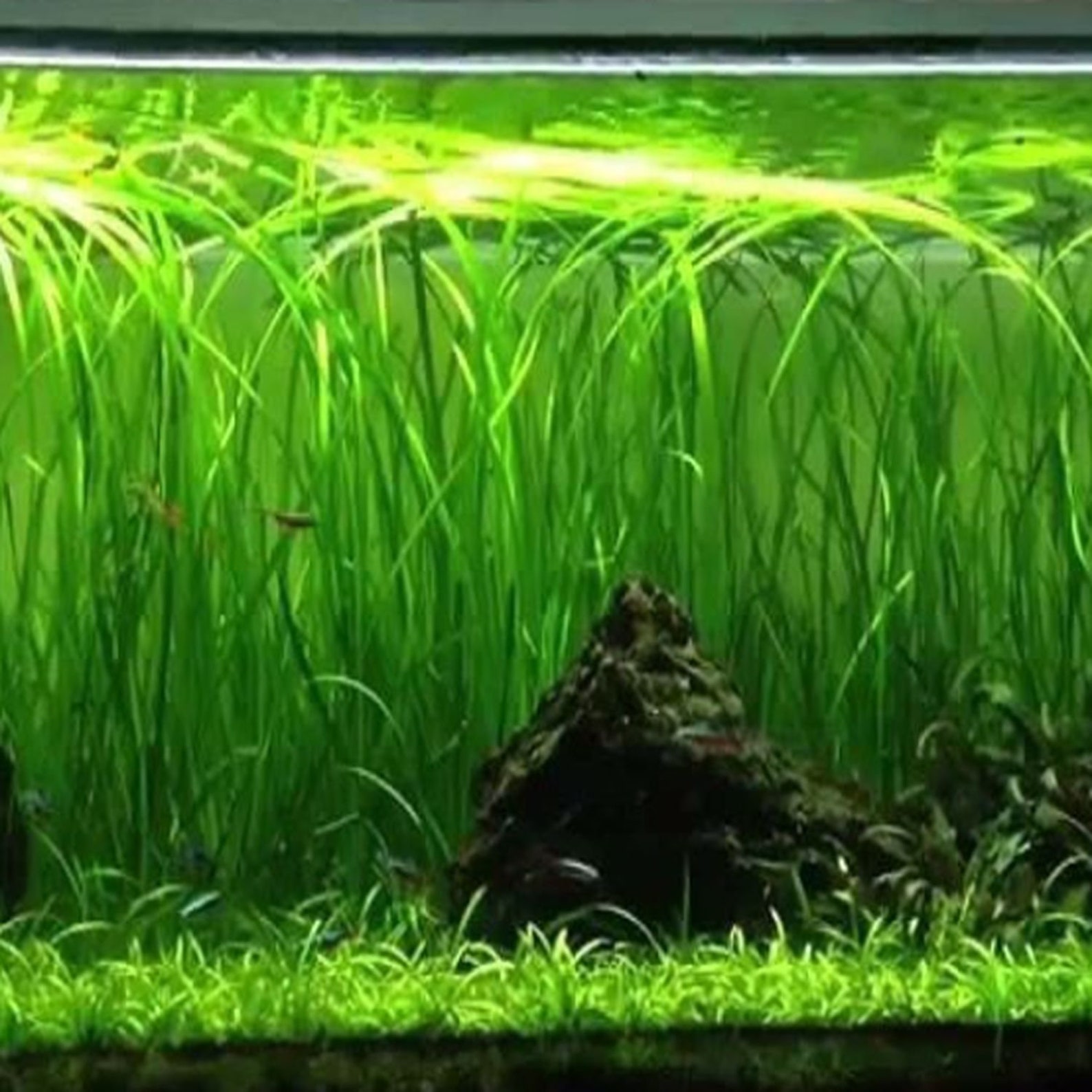 Jungle Val Spiralis 6 Bundles Freshwater Aquarium Live Plant Etsy