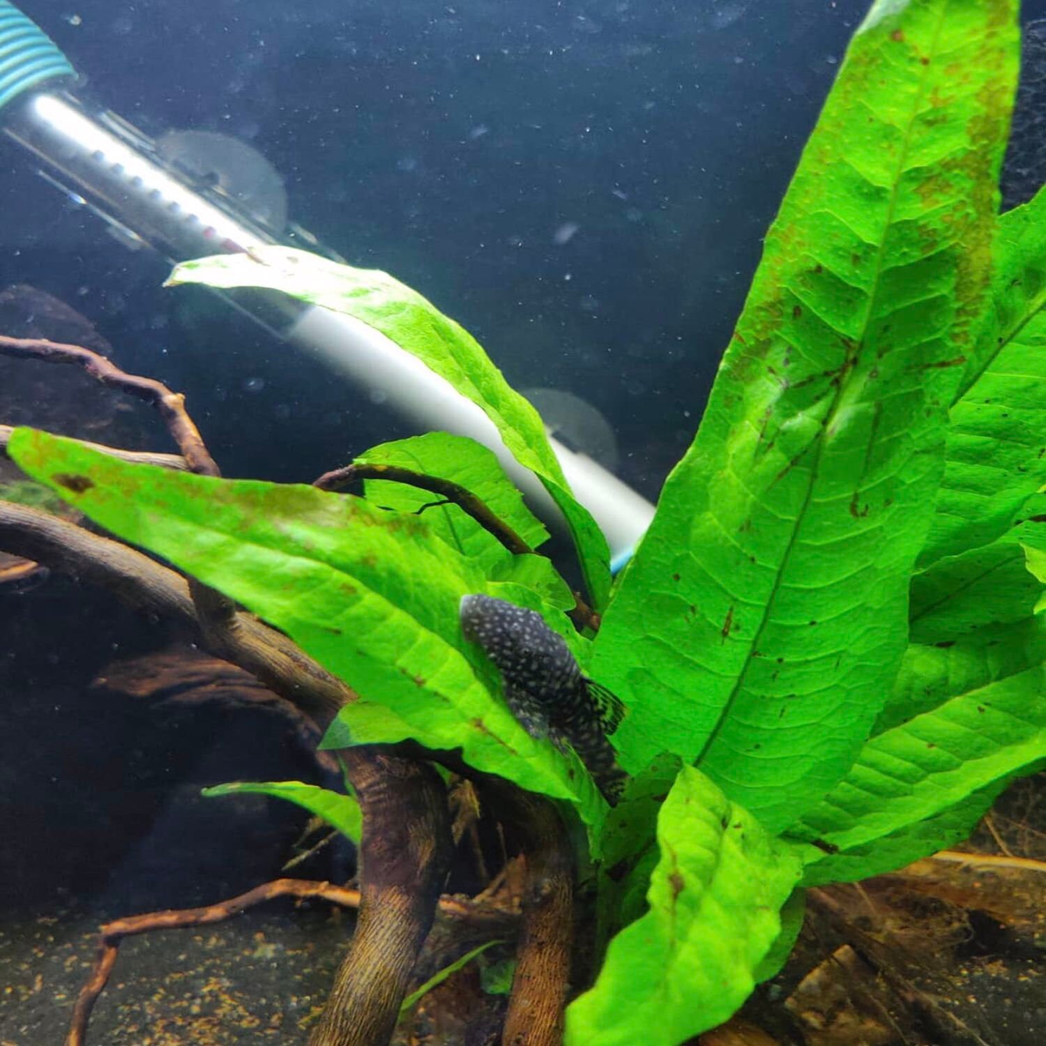 Java Fern Black Forest Hardy Leaf Pot Freshwater Live Aquarium Etsy
