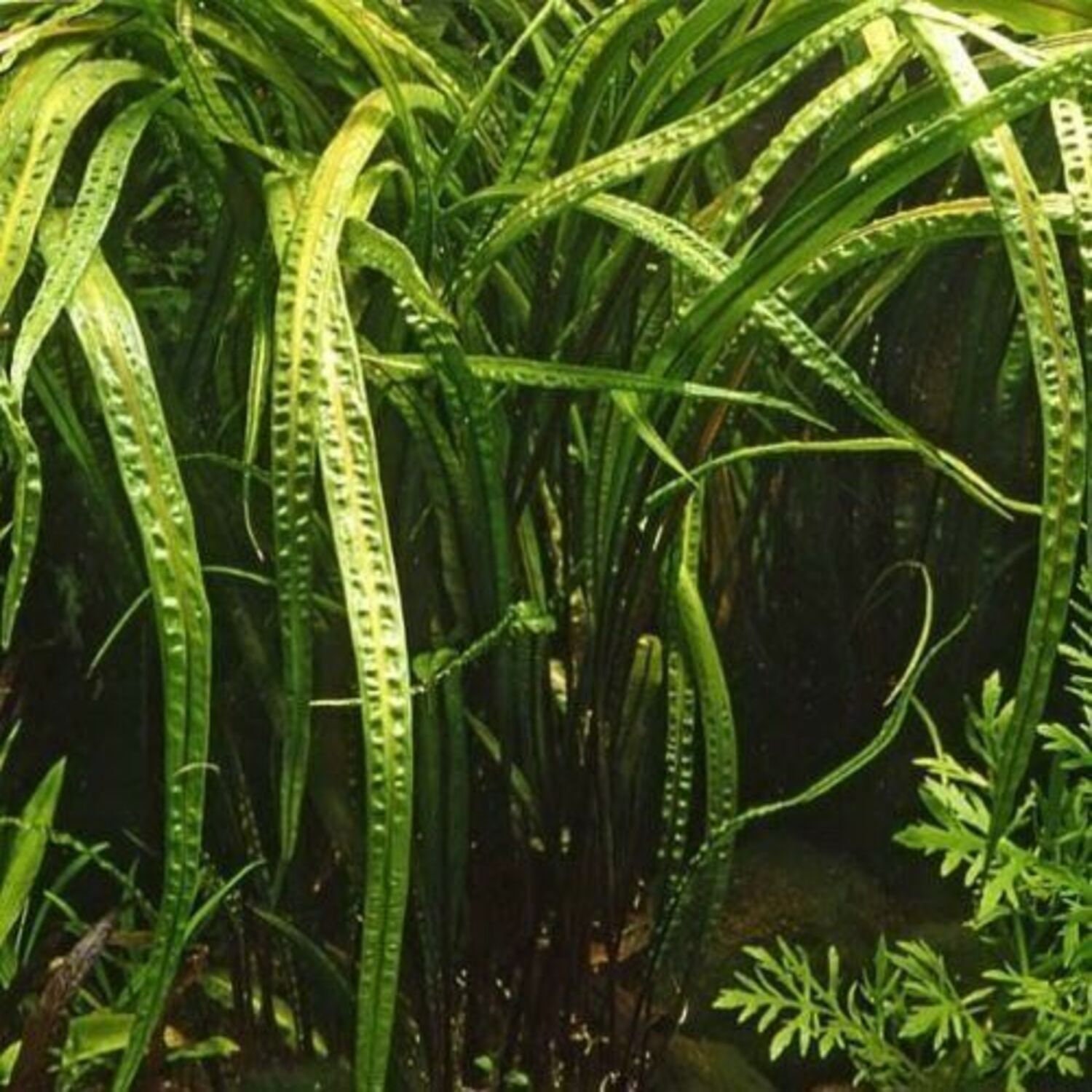 Cryptocoryne Retrospiralis 6 Bundle Pack Tropical Aquarium | Etsy