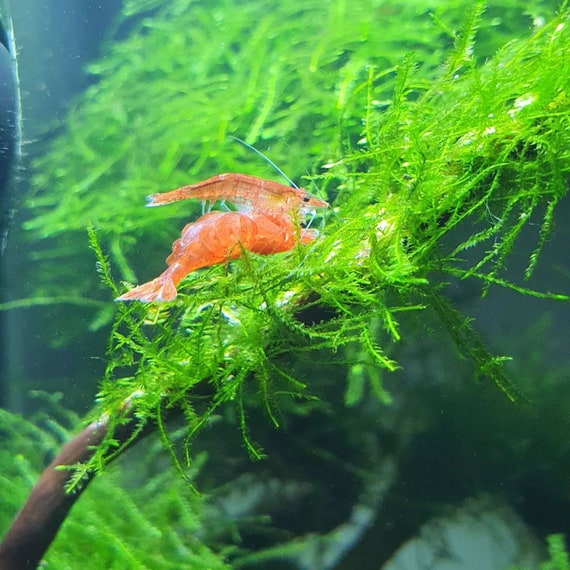 Java Moss (Vesicularia Dubyana)