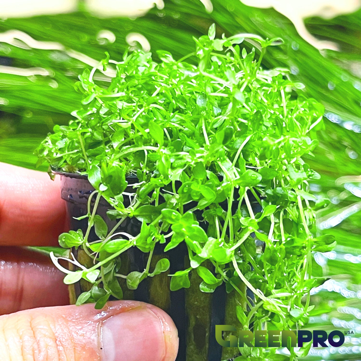 NEW LIVE AQUARIUM PLANT Seeds Fish Tank Water Grass Ground Covering Plants