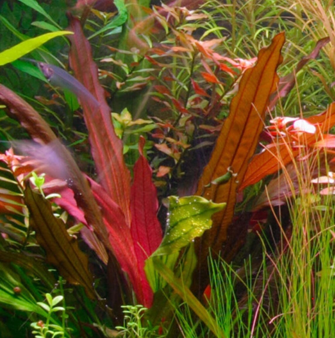 Greenpro Echinodorus Red Rubin Amazon Sword Potted ...
