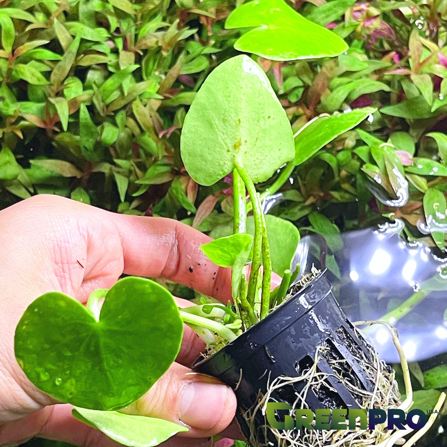 Greenpro L Java Moss Balls Vesicularia Dubyana US Grow Live