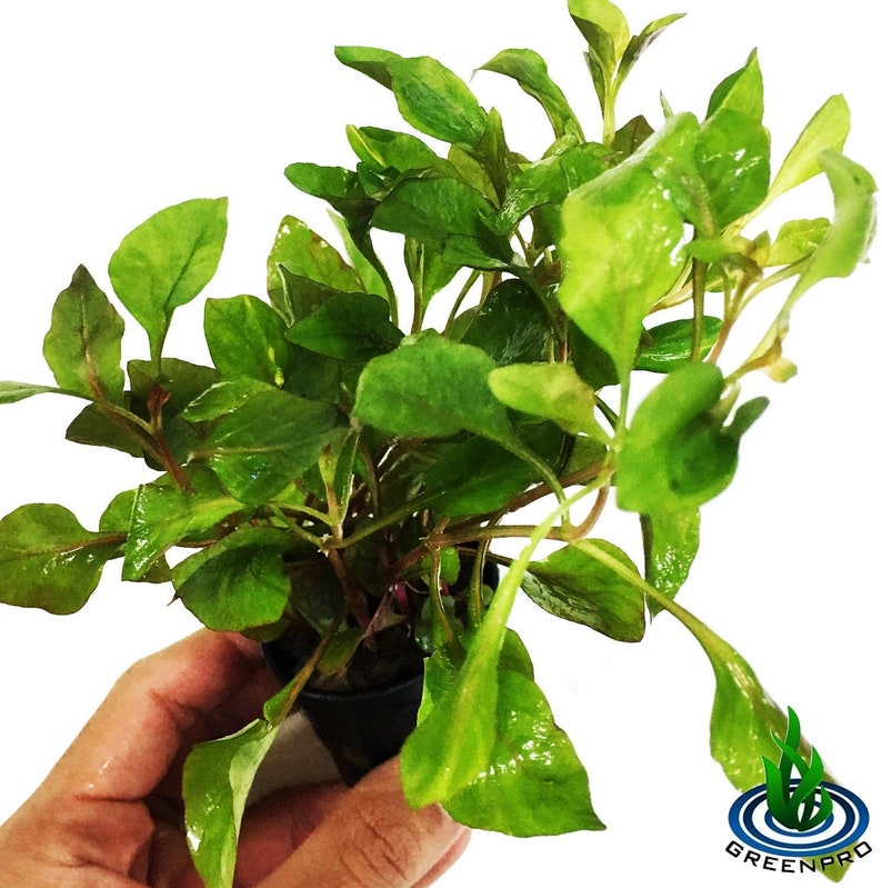 Alternanthera Bettzickiana Red Potted Live Aquarium Plants Easy Grow for Tank Decorations