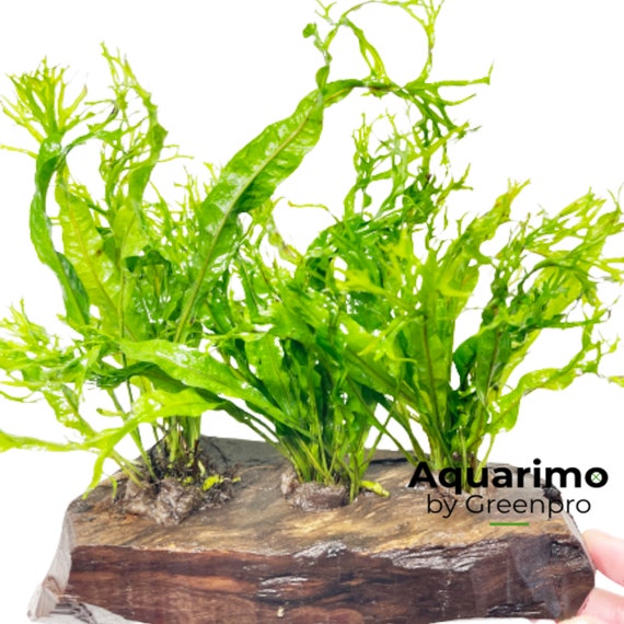 Collections de plantes aquatiques