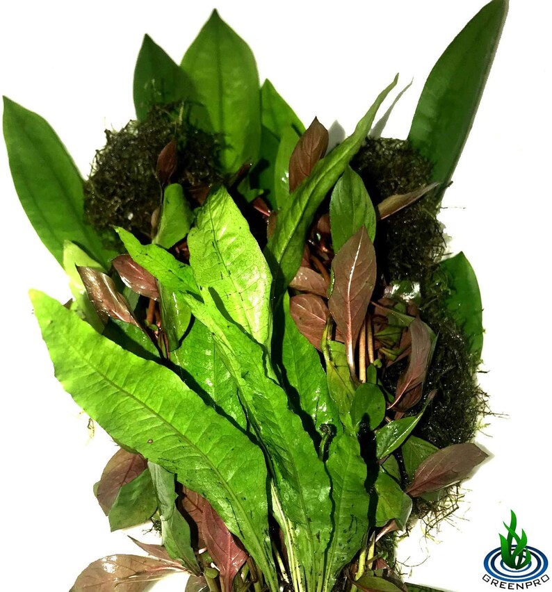 Greenpro Freshwater Live Aquarium Plants Package Value Pack 4 Etsy