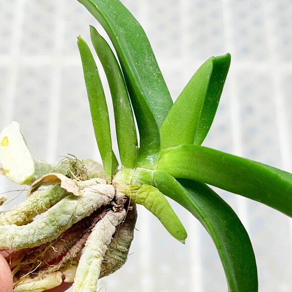 Rhynchostylis Gigantea SM Cartoon Easy Orchids Plant Colorful - Etsy