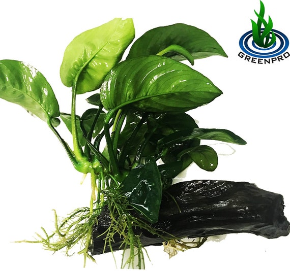 freshwater live plants