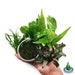 Greenpro | The Best Combination Package of Aquarium Live Plants Decoration Hairgrass Anubias Amazon Sword Java Fern Moss Crypt