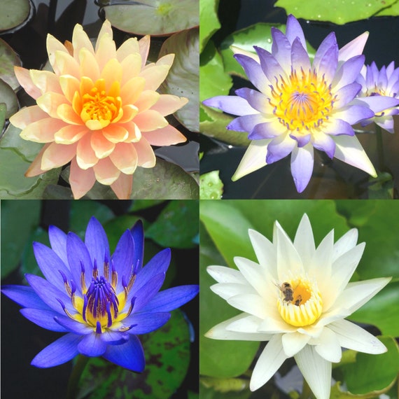 4 Bulbs Mixed Color Lilies Value Pack Water Lily Pregrown Etsy