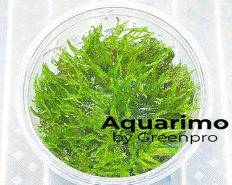 Weeping Moss Tissue Culture