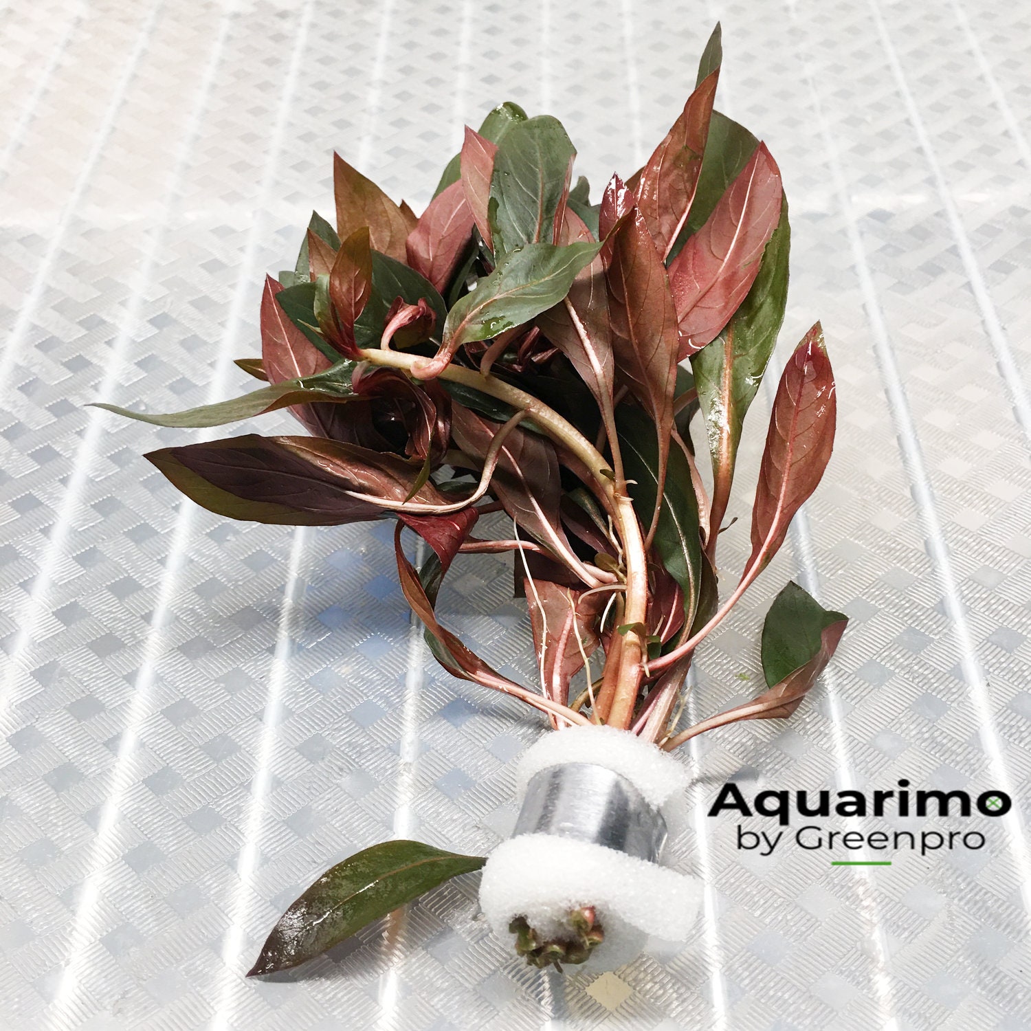ludwigia peruensis red