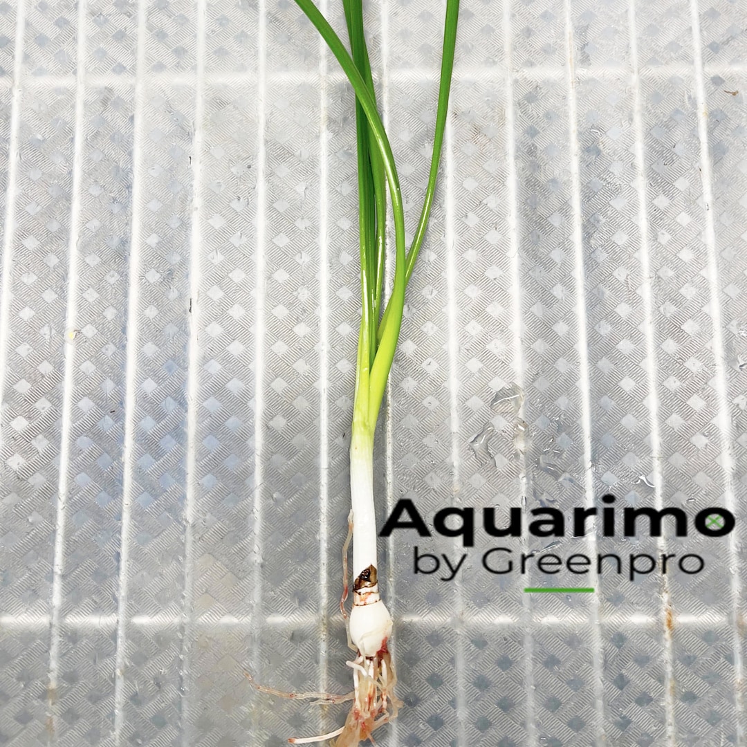 Water Onion Crinum Thaianum Bulb Live Aquarium Plant Freshwater Tank